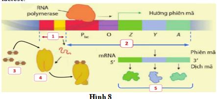 Đề thi thử THPT Quốc gia môn Sinh học