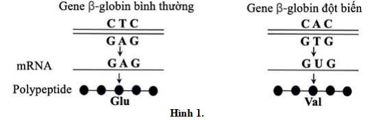 Đề thi thử THPT Quốc gia môn Sinh học