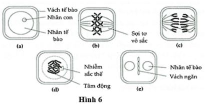 Đề thi thử THPT Quốc gia môn Sinh học