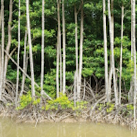 Giáo án Tiếng Việt 4 Bài 8: Về lại Gò Công