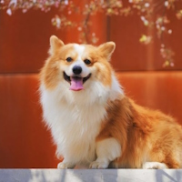 Giáo án Tiếng Việt 4 Bài 4: Luyện tập viết bài văn miêu tả con vật