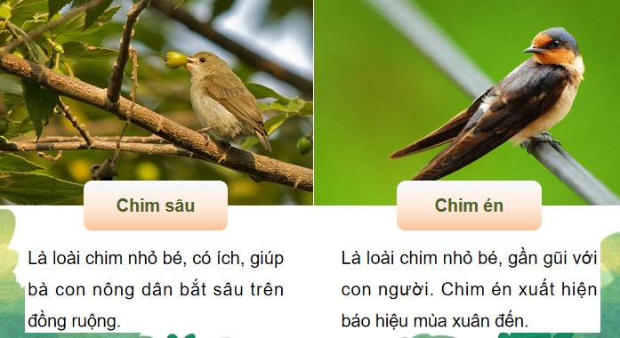 bai 5 qua tang cua chim non 3*903992