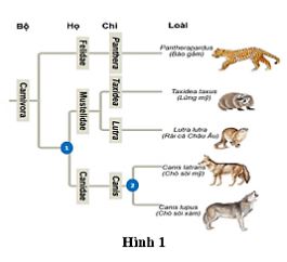 Đề thi thử THPT Quốc gia môn Sinh học