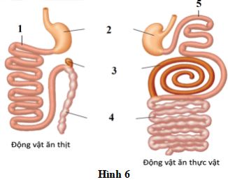 Đề thi thử THPT Quốc gia môn Sinh học