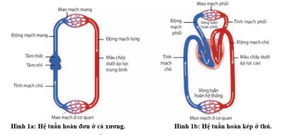 Đề thi thử THPT Quốc gia môn Sinh học