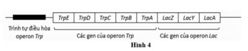 Đề thi thử THPT Quốc gia môn Sinh học