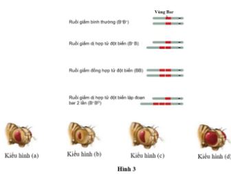Đề thi thử THPT Quốc gia môn Sinh học