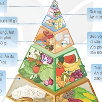 Giáo án Khoa học 4 Bài 24: Chế độ ăn uống cân bằng