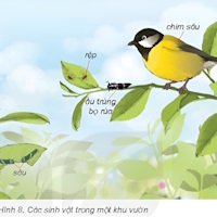 Giáo án Khoa học 4 Bài 29: Chuỗi thức ăn trong tự nhiên