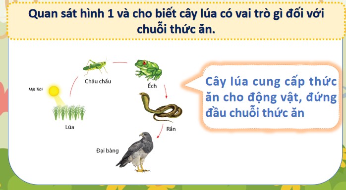 bai 30 vai tro cua thuc vat trong chuoi thuc an 2*904869