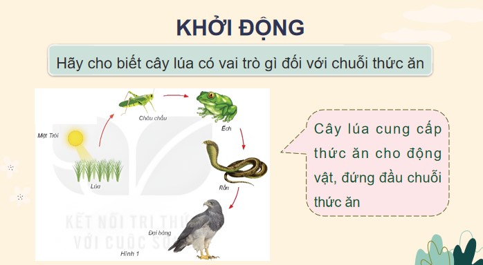 bai 30 vai tro cua thuc vat trong chuoi thuc an 6*904874