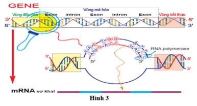 Đề thi thử THPT Quốc gia môn Sinh học