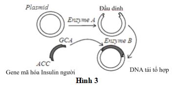 Đề thi thử THPT Quốc gia môn Sinh học