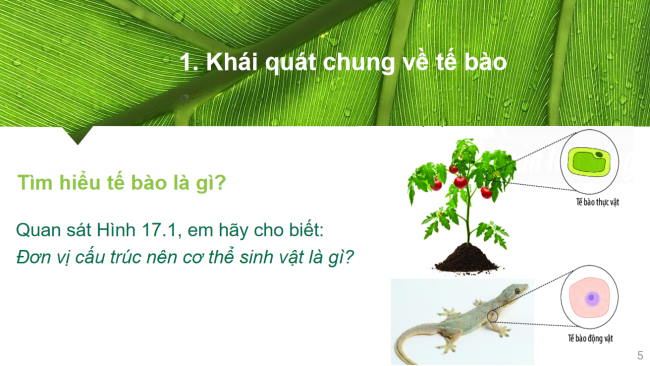PowerPoint Khoa học tự nhiên 6 Bài 17: Tế bào