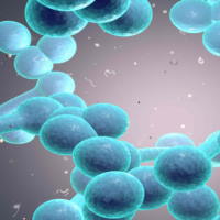 Giáo án Khoa học tự nhiên 6 Bài 19: Cơ thể đơn bào và cơ thể đa bào