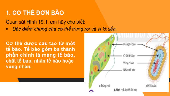 PowerPoint Khoa học tự nhiên 6 Bài 19: Cơ thể đơn bào và cơ thể đa bào