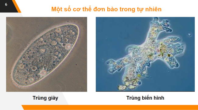PowerPoint Khoa học tự nhiên 6 Bài 19: Cơ thể đơn bào và cơ thể đa bào