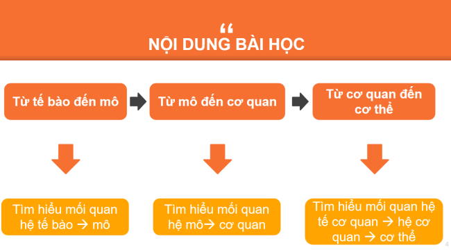 PowerPoint Khoa học tự nhiên 6 Bài 20: Các cấp độ tổ chức trong cơ thể đa bào