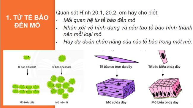 PowerPoint Khoa học tự nhiên 6 Bài 20: Các cấp độ tổ chức trong cơ thể đa bào