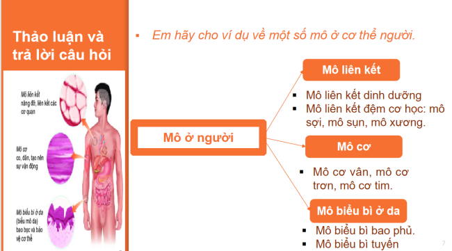 PowerPoint Khoa học tự nhiên 6 Bài 20: Các cấp độ tổ chức trong cơ thể đa bào