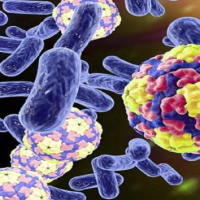 Giáo án Khoa học tự nhiên 6 Bài 21: Thực hành quan sát sinh vật