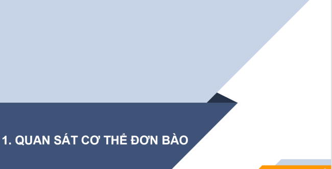 PowerPoint Khoa học tự nhiên 6 Bài 21: Thực hành quan sát sinh vật