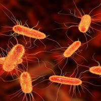 Giáo án Khoa học tự nhiên 6 Bài 25: Vi khuẩn