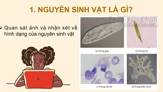PowerPoint Khoa học tự nhiên 6 Bài 27: Nguyên sinh vật