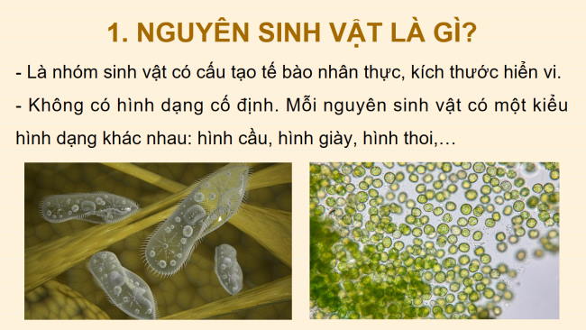 PowerPoint Khoa học tự nhiên 6 Bài 27: Nguyên sinh vật