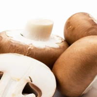 Giáo án Khoa học tự nhiên 6 Bài 28: Nấm