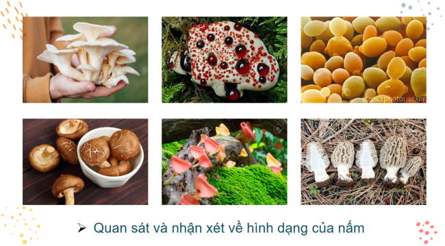 PowerPoint Khoa học tự nhiên 6 Bài 28: Nấm