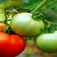 Giáo án Khoa học tự nhiên 6 Bài 29: Thực vật