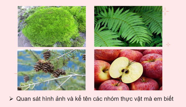 PowerPoint Khoa học tự nhiên 6 Bài 29: Thực vật