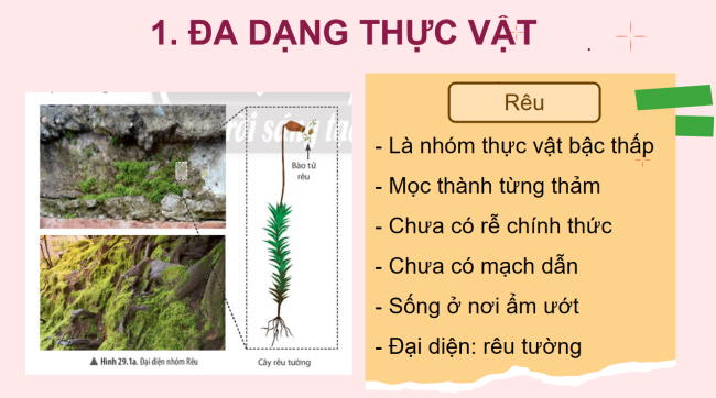 PowerPoint Khoa học tự nhiên 6 Bài 29: Thực vật