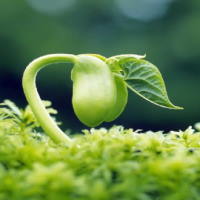 Giáo án Khoa học tự nhiên 6 Bài 30: Thực hành phân loại thực vật