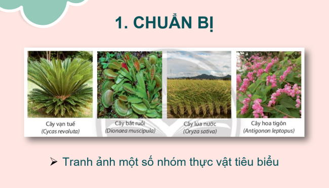 PowerPoint Khoa học tự nhiên 6 Bài 30: Thực hành phân loại thực vật