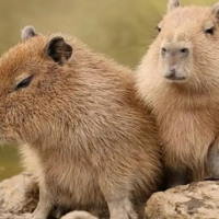 Giáo án Khoa học tự nhiên 6 Bài 31: Động vật