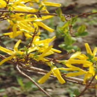 Giáo án Khoa học tự nhiên 6 Bài 32: Thực hành quan sát và phân loại thực vật ngoài thiên nhiên