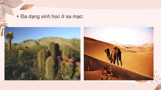 PowerPoint Khoa học tự nhiên 6 Bài 33: Đa dạng sinh học