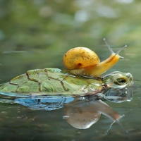 Giáo án Khoa học tự nhiên 6: Ôn tập chủ đề 8