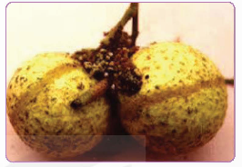 A close-up of a plant

Description automatically generated