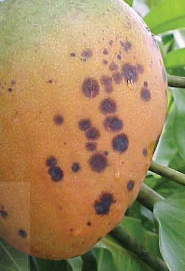 A close-up of a fruit

Description automatically generated