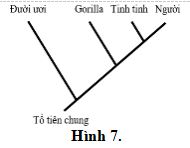 Đề thi thử THPT Quốc gia môn Sinh học