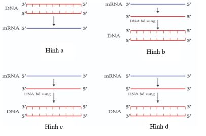 Đề thi thử THPT Quốc gia môn Sinh học