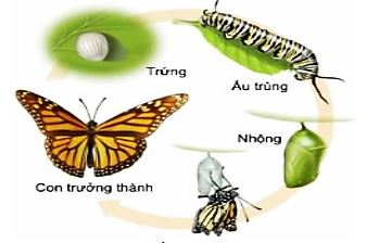 Đề thi thử THPT Quốc gia môn Sinh học