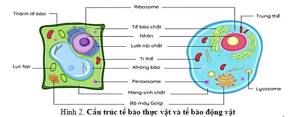 Đề thi thử THPT Quốc gia môn Sinh học