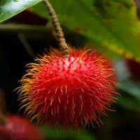 Video mở đầu Lịch sử - Địa lí 4 Bài 24: Thiên nhiên vùng Nam Bộ (AI)