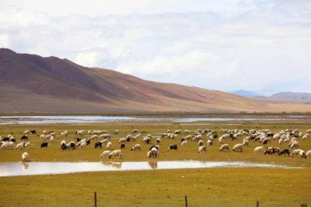 thao nguyen 1*912074