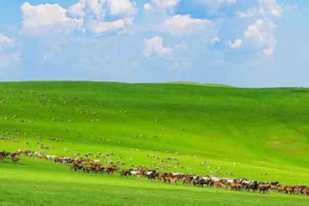 thao nguyen 2*912067