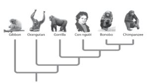 Trắc nghiệm sinh học 12 bài 22 Tiến hóa lớn và quá trình phát sinh chủng loại